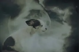 非洲大草原上狮子与其它动物的自然法则视频封面