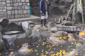 水豚的头上顶着一颗大橘子，样子看上去太搞怪了！