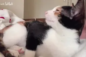 一段猫咪撒娇叫声的教学视频（给猫听，有奇效）视频封面