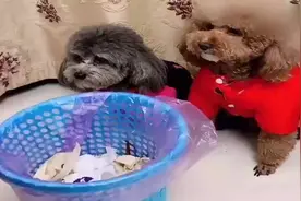 泰迪老是翻垃圾桶，主人用了一招整治的服服帖帖视频封面