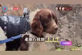 柴犬太像黄渤，披大衣戴墨镜！孙红雷哈哈大笑直不起腰视频封面