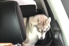 长得帅又何用？还不是怂？