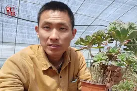 养了3年的红缘莲花掌木质化造型快和盆景一样了！看怎么处理掉！