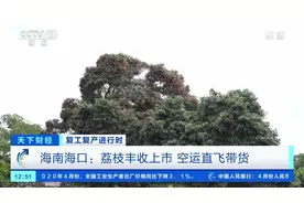 海南海口：荔枝丰收上市 空运直飞带货视频封面