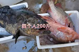 探海渔人赶海每天1000多收入！视频都不更新了？看阿锋怎么说？
