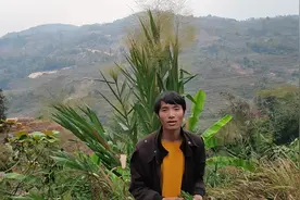 苦蕨菜，蕨菜中的极品