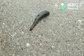 蚂蟥究竟吸了谁的血！安徽六安：大别山区旱蚂蟥，喜阴，怕食盐！