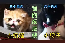 猫咪和狗谁的反应快？狗狗被秒杀，狗：太老实吃亏图片