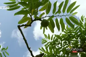 潮汕有种名果，外表呈突起鳞目状，酷似佛头头饰，故名释迦果。视频封面