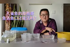 难得一见的场面，孔雀鱼苗被小孔雀鱼吞入口中数次，还能活吗？视频封面