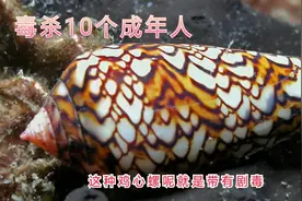探海渔人赶海遇到超级剧毒海螺，一只可毒死十个成年人，太恐怖了