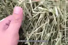 苜蓿为什么不能作为牛羊的主要饲料？原来里面还有这些原因！