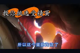 农村土办法，教你怎样辨别受精蛋，想孵化小鸡的一定要学学视频封面