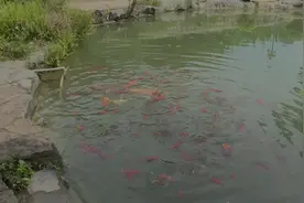 弥勒一宾馆发现1只六脚青蛙