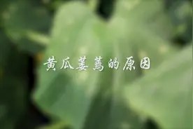 黄瓜萎蔫的原因有哪些？