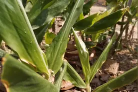 野生、红球姜、针对治胃病，鱼、肉一起炒美味，很多功效。