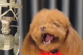 主人叫泰迪犬唱歌,泰迪的“天籁之音”,把女主人给吓住了!笑抽了