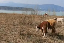 一头牛值多少钱？一群牛值多少钱？宋西上放牛图片