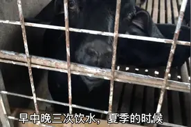 实拍农村黑山羊圈舍的成年羊，看100斤的羊一天喝多少水