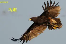 中国鹰科鸟类49种对比图，上次网友提议修改后一共49种视频封面