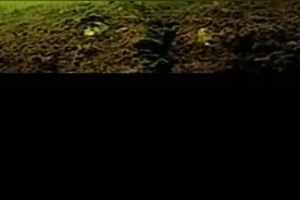 可视锚鱼心得图片