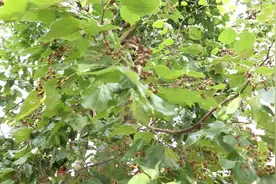 这种拐枣树全身都是宝，它的树根树皮和果子都是治风湿的良药