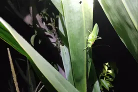 农村田间只有夜晚才出来的虫子，全身翠绿，叫声响亮撩人！视频封面