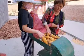 河南农村玉米丰收了，一亩地产量多少斤玉米，看完一目了然