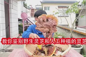 教你鉴别野生灵芝和人工种植的灵芝