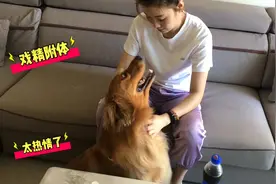 金毛看到家里来客人，表现得太热情了，又是卖萌又是叼玩具