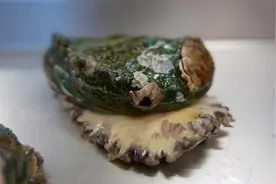 日本大厨制作极品碳烤鲍鱼，这鲍鱼个头真大，看上去就很好吃