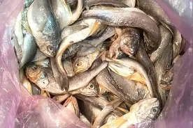 实拍，刚买回来的小黄花鱼里全是寄生虫，这样的黄花鱼还能吃吗？