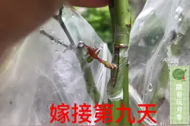 夏季嫁接包住芽点，套袋芽点会闷死吗？直接视屏给你答案