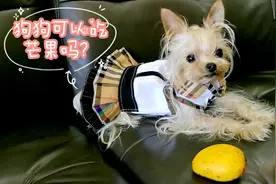 养狗10年才知道！狗狗可以吃芒果吗？#毕业#