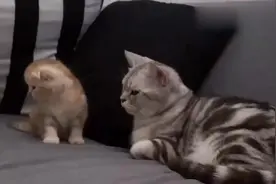 蠢萌小奶猫连亲妈都不认识，猫妈妈：我太难了