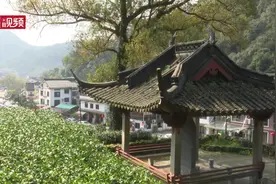 杭州梅家坞村茶香四溢 今年明前茶每斤卖2500元视频封面