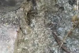 蚂蚁哥哥散步时遇见了蚂蚁妹妹和蚂蚁弟弟视频封面