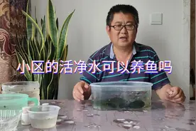 活净水可以直接饲养孔雀鱼吗？余月从两个方面进行分析，困水最好
