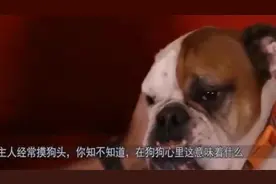 主人经常摸狗头，你知不知道，在狗狗心里这意味着什么？视频封面
