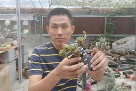 多肉掉了叶子还能活吗？有杆子根系好就能活！