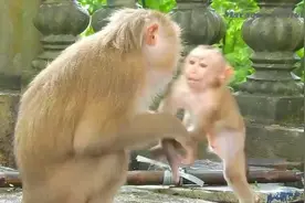 可怜的小马里奥想要拥抱妈妈，一不小心把自己摔痛了！视频封面