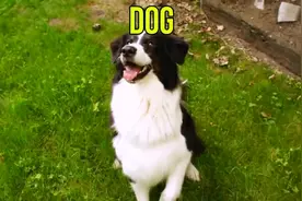 宝宝英语启蒙40种活灵活现的动物英文词汇视频封面