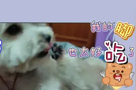 刚剪完毛的狗为什么会一直啃自己的脚，随后还对主人这样做？