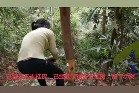 看看被剥了皮并砍了的桂树是怎样长出新苗的，朋友们就放心了吧