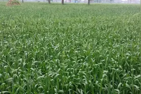 防治小麦赤霉病这几个配方特效，只需1～2遍就可彻底控制病害视频封面