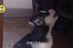 狗妈妈在生出小狗时，会把最弱的小狗咬死，网友：虎毒不食子