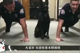 警察在集体做俯卧撑，警犬接下来的动作超搞笑，网友：太可爱了！视频封面