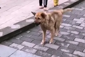小朋友赶紧把音乐关了，我这控制不住走不了了