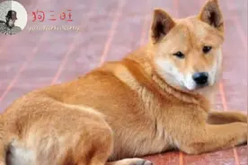 第一次养土狗，那么三种中华田园犬，新手养了不费事