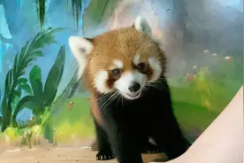 性格不同的小熊猫吃苹果的样子都不同~饭后如何清洁自己毛发呢？视频封面